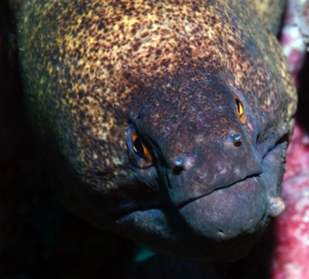 Giant Moray